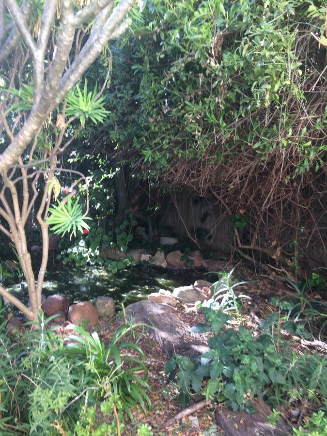Olive Tree Garden 1 *